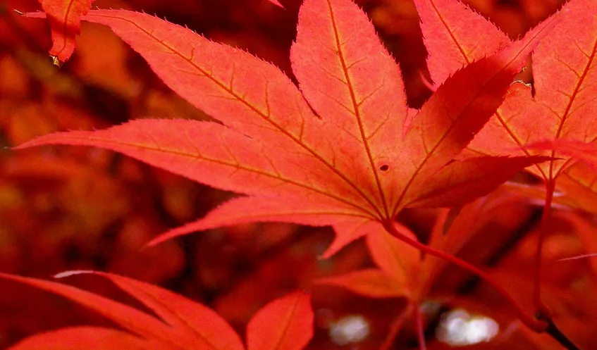 St George Academy campus photo 1