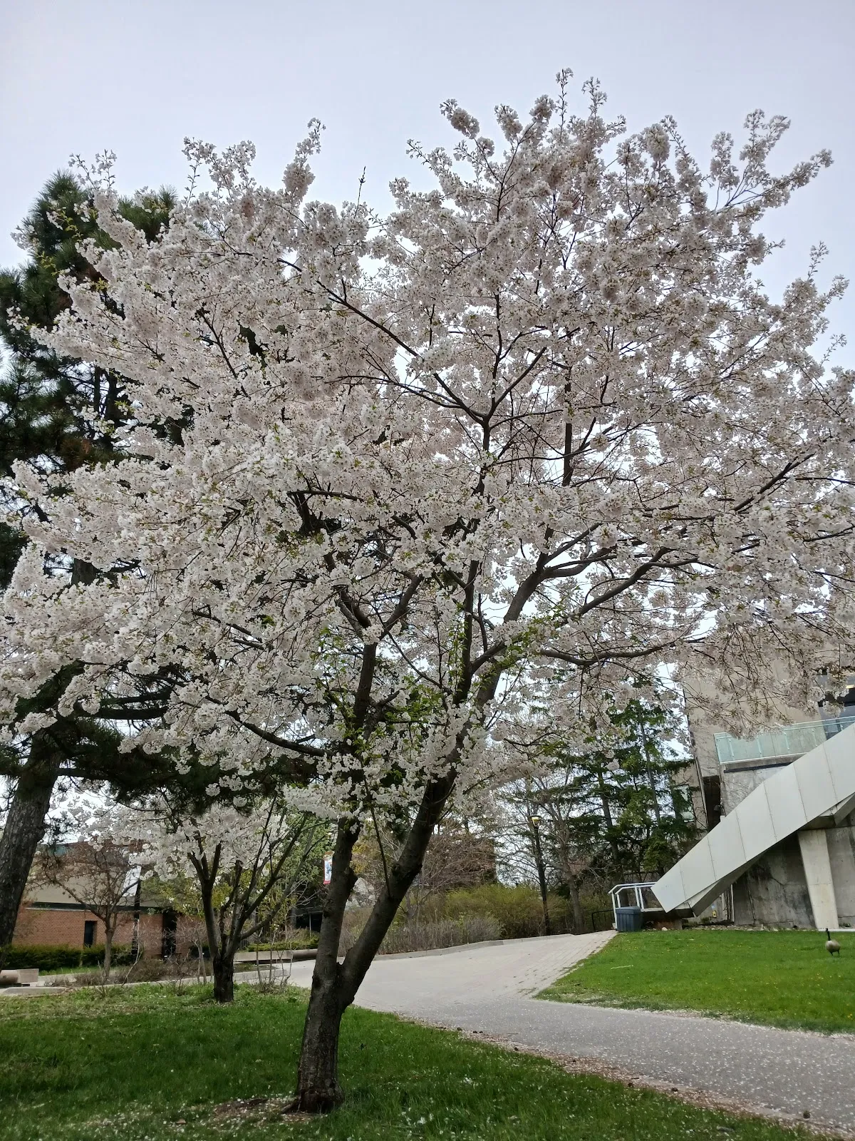 Broadview High School campus photo 13